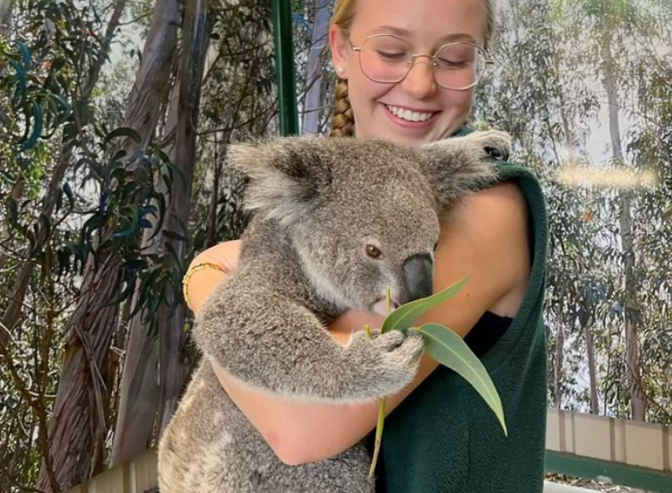 Du khách trải nghiệm chụp ảnh cùng gấu Koala Úc tại khu bảo tồn được cấp phép